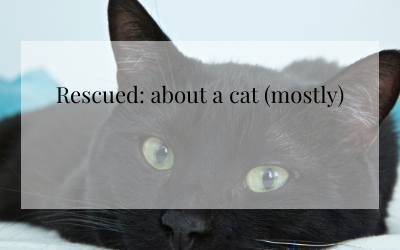 Rescued (about a cat, mostly)